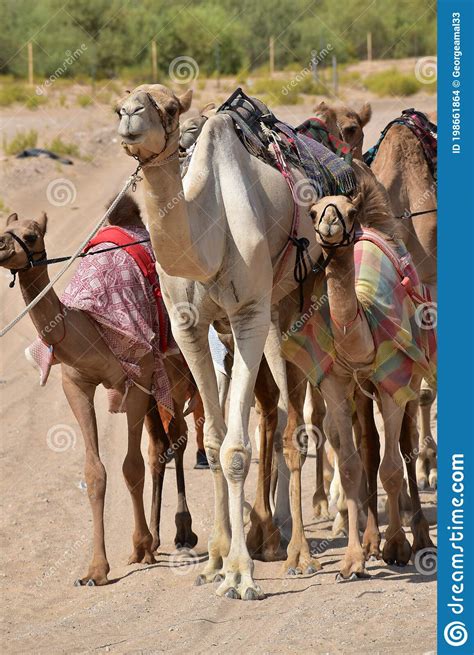 how many camels in uae